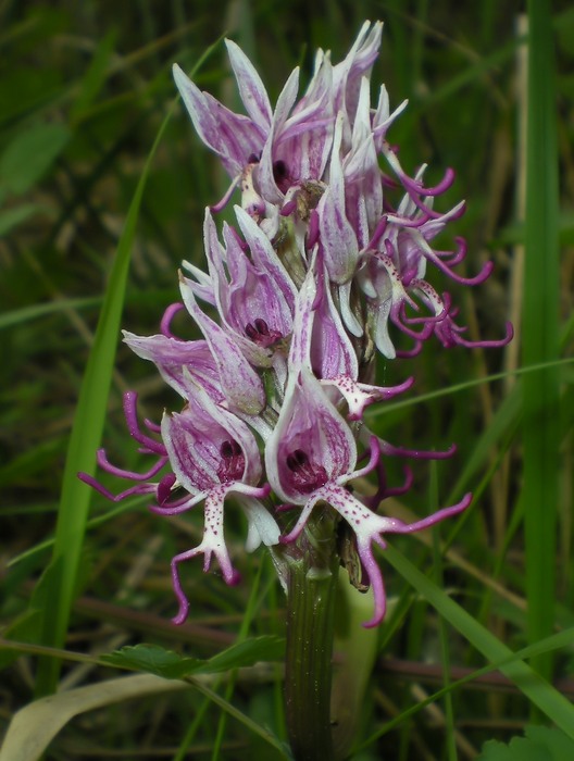 orchidee perugine da id.